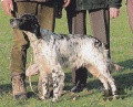 Setter Anglais RAVENN DE L'ECHO DE LA FORET